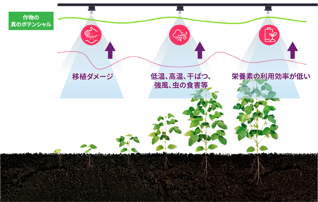 作物の真のポテンシャル:移植ダメージ/低温、高温、干ばつ、強風、虫の食害等/栄養素の利用効率が低い