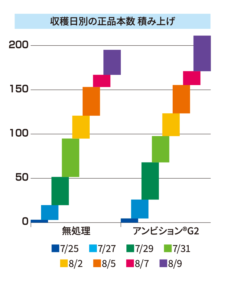 収穫日別の正品本数 積み上げ