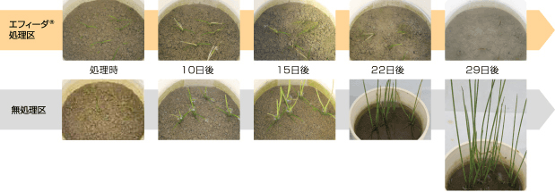 エフィーダ® のイヌホタルイに対する作用症状(2葉期処理)