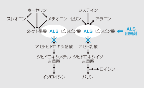 アセト乳酸合成酵素（ALS）阻害の作用機構