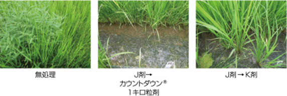イネ1葉期処理後60日
