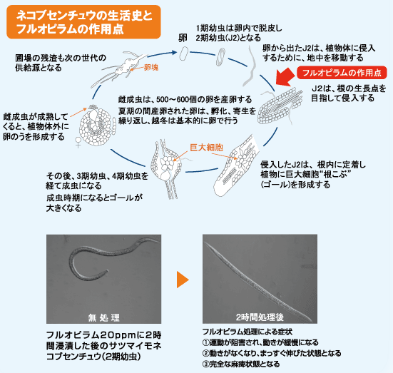 作用点