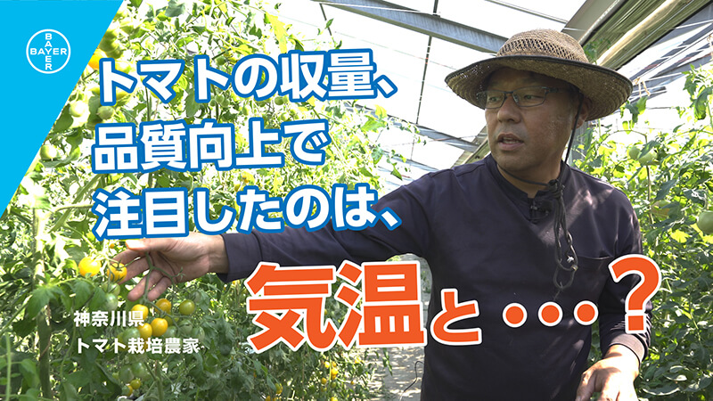 神奈川県 トマト栽培農家