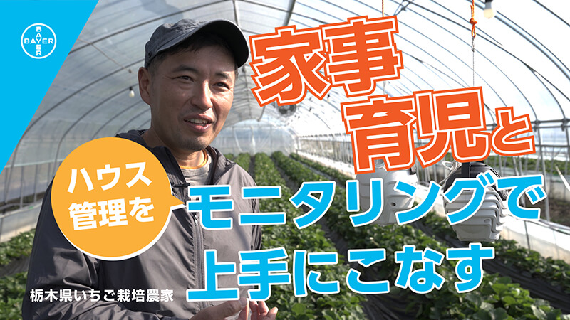 栃木県 いちご栽培農家