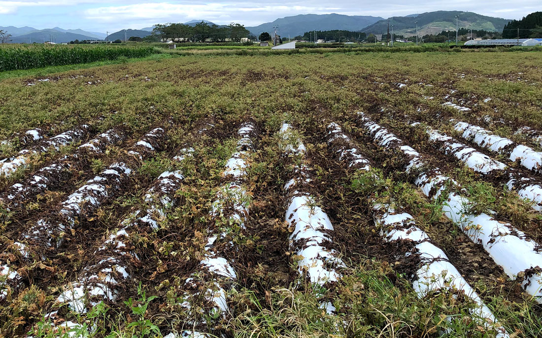 サツマイモ基腐病が蔓延している畑