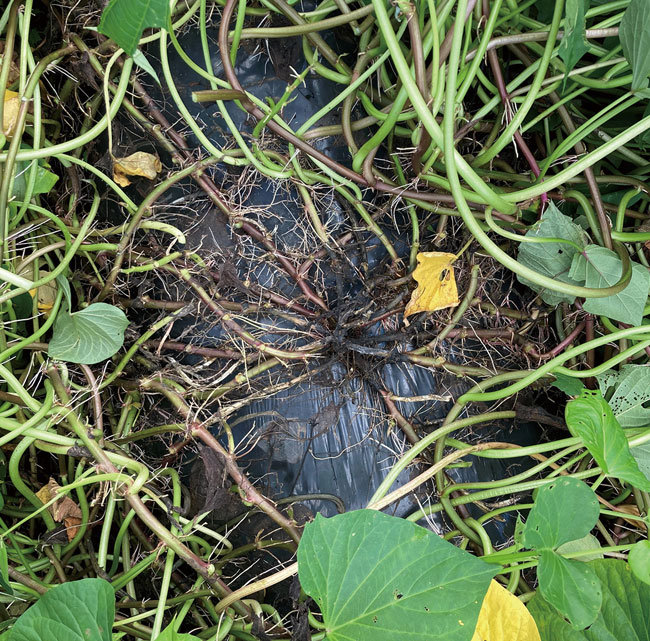 サツマイモ基腐病が進むと葉がしおれ、地際部が黒くなる