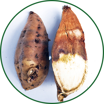 罹病根（コガネセンガン）の表面と断面。写真：西八束