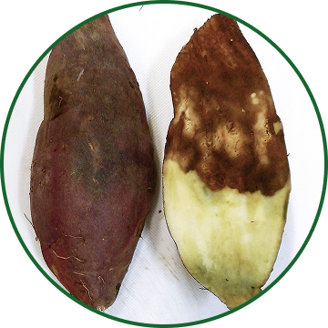 罹病根（べにはるか）の表面と断面。写真：西岡一也