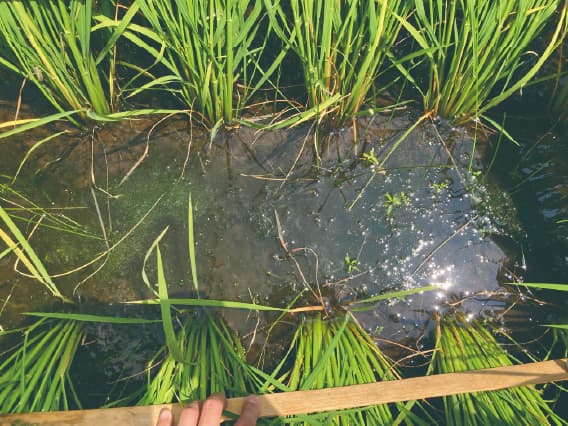 慣行 A剤(初中期一発除草剤)