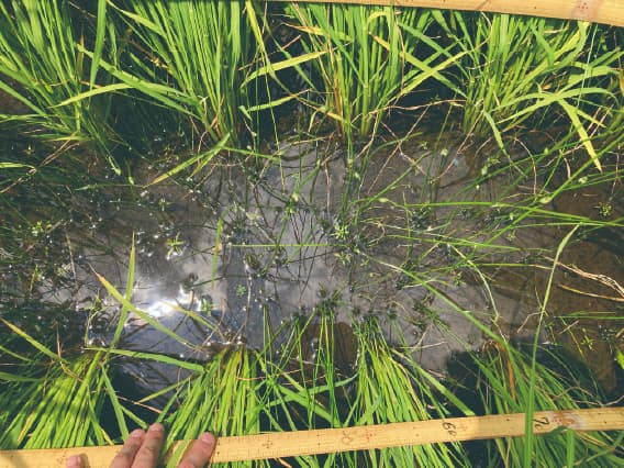 慣行 A剤(初中期一発除草剤)